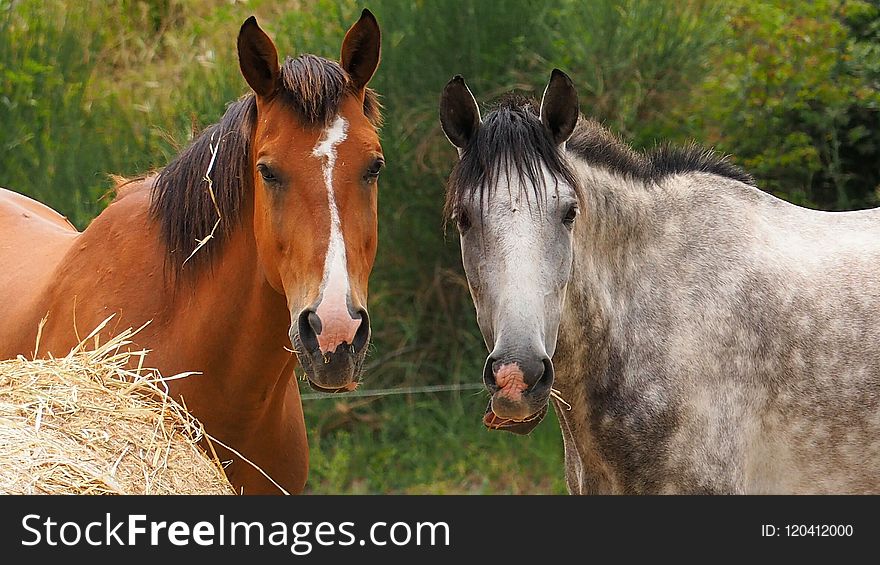 Horse, Mane, Horse Like Mammal, Mare