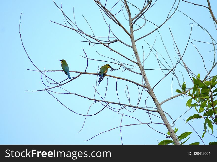 Bird, Branch, Tree, Fauna
