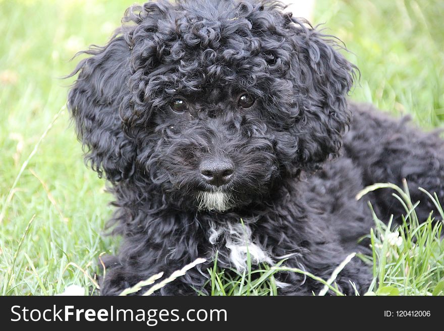 Dog Like Mammal, Dog, Dog Breed, Spanish Water Dog