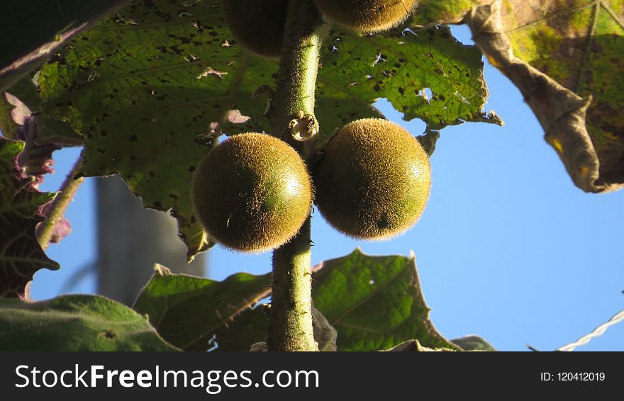 Fruit, Branch, Fruit Tree, Jackfruit