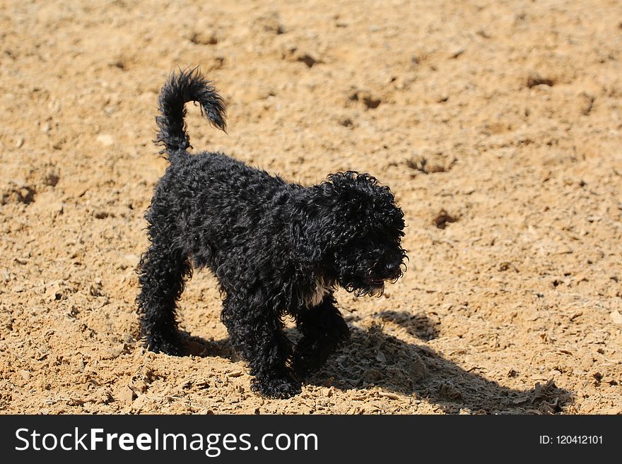 Dog Like Mammal, Dog, Dog Breed, Spanish Water Dog