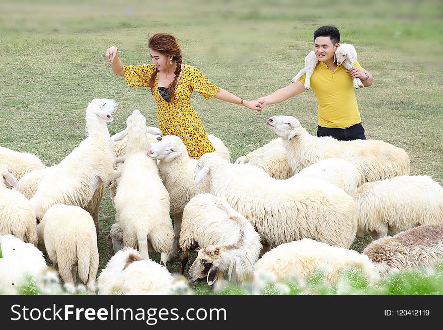 Herd, Sheep, Grassland, Livestock