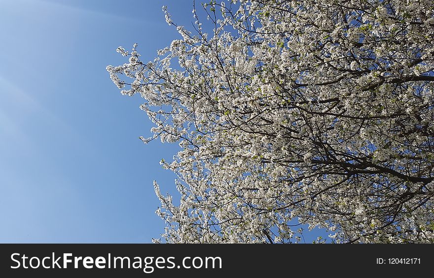 Sky, Branch, Tree, Blossom