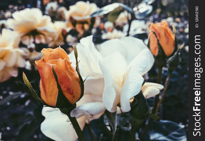 Flower, Plant, Rose Family, Spring