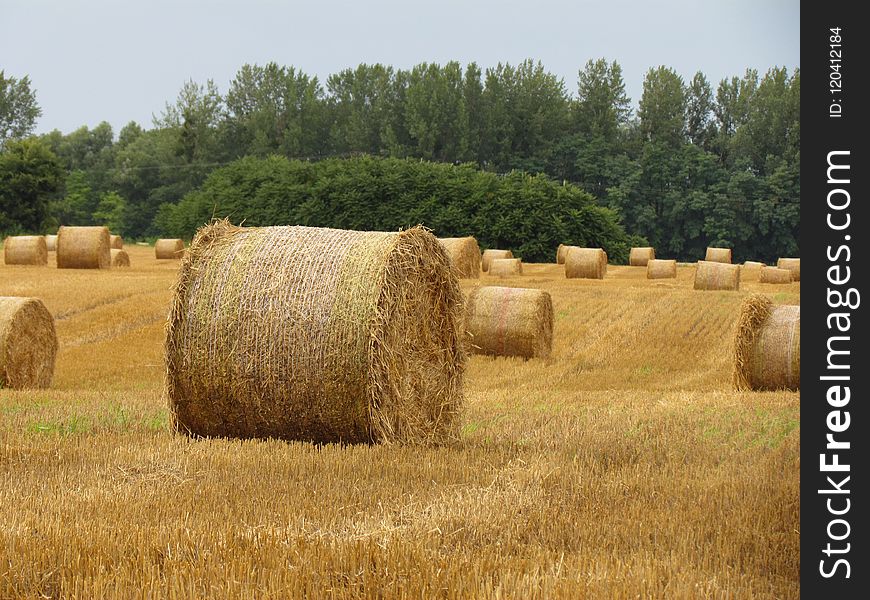 Hay, Straw, Agriculture, Field