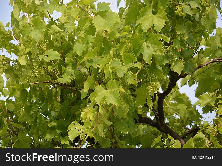 Tree, Leaf, Grapevine Family, Agriculture