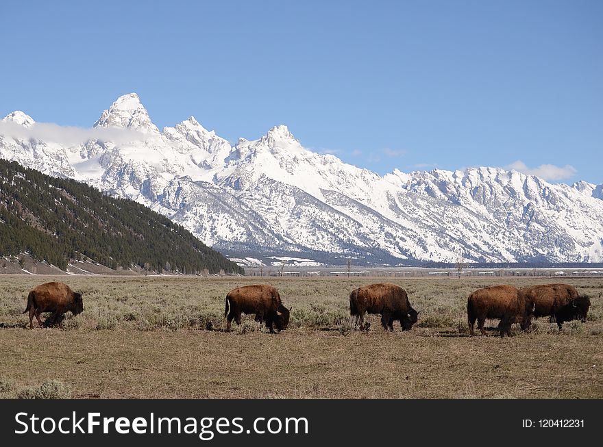 Highland, Cattle Like Mammal, Grassland, Mountainous Landforms