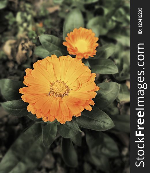 Flower, Flora, Plant, Calendula