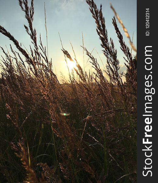 Sky, Grass, Grass Family, Morning