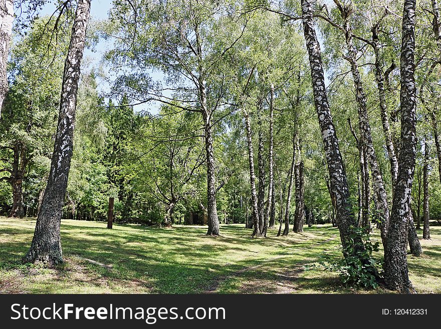 Tree, Ecosystem, Grove, Nature Reserve