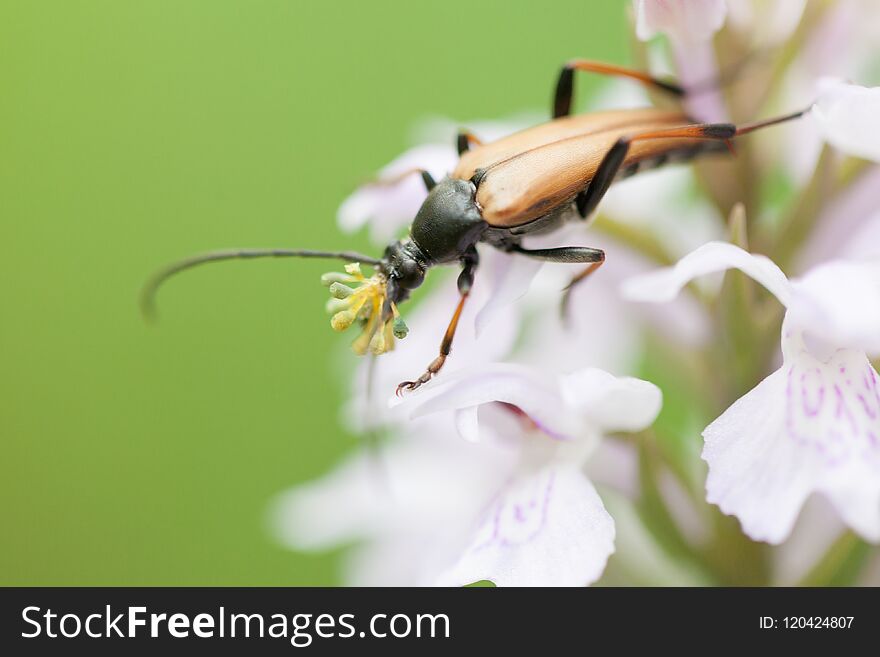 A mustachioed beetle sits on the inflorescence of an orchid