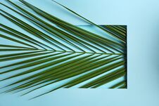 Beautiful Tropical Leaf On Color Background, Royalty Free Stock Image