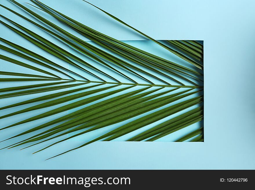Beautiful tropical leaf on color background, top view