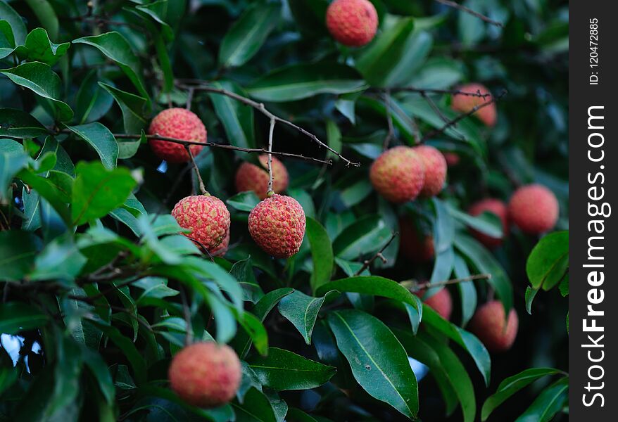 Lychee tropical fruits