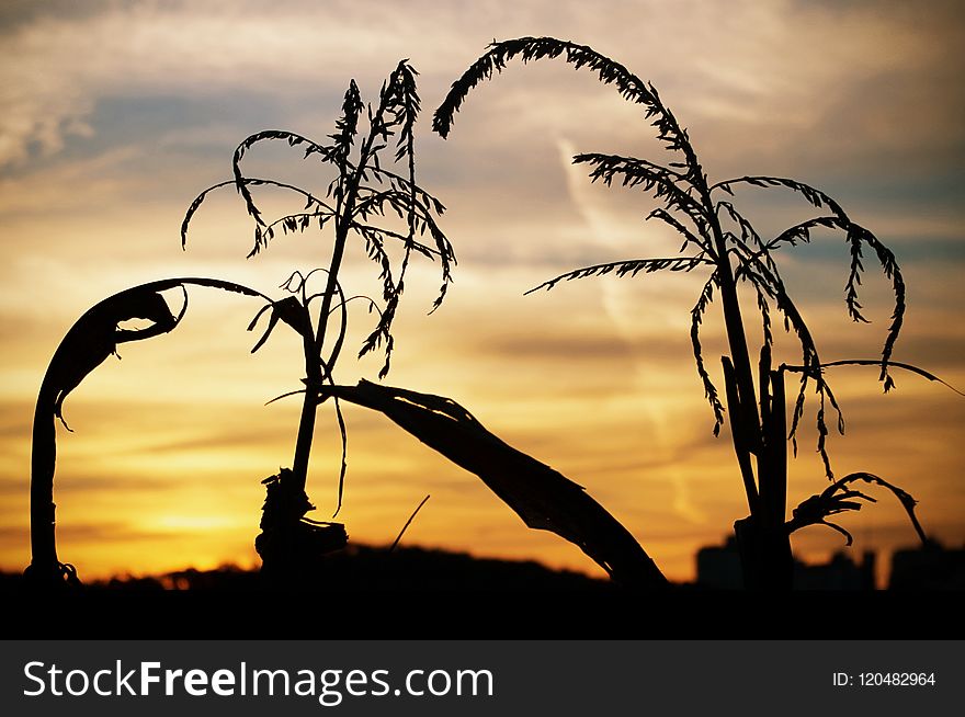 Sky, Sunrise, Silhouette, Sunset