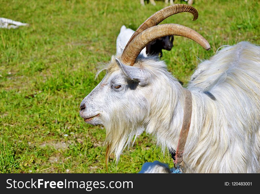 Goats, Horn, Goat, Feral Goat