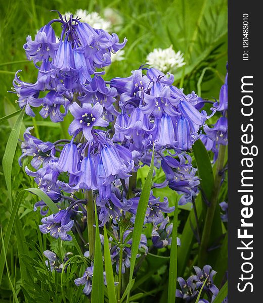 Flower, Plant, Flora, Hyacinth