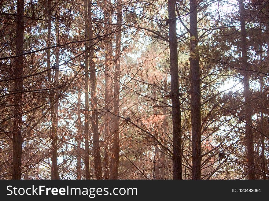 Tree, Ecosystem, Woody Plant, Forest