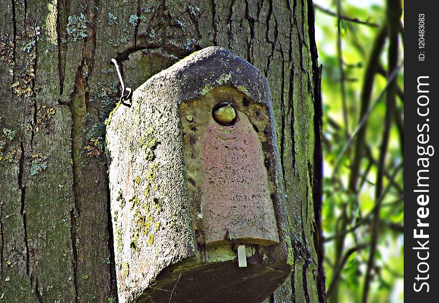 Birdhouse, Tree, Bird, Trunk
