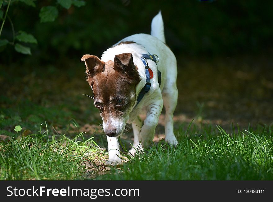 Dog Breed, Grass, Dog, Jack Russell Terrier