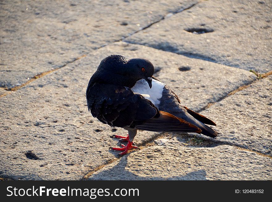 Bird, Pigeons And Doves, Beak, Fauna
