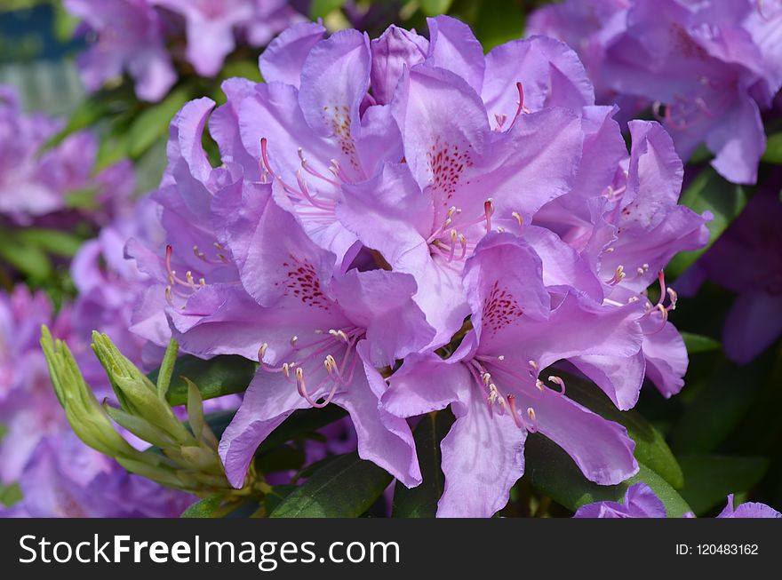 Flower, Plant, Woody Plant, Flowering Plant