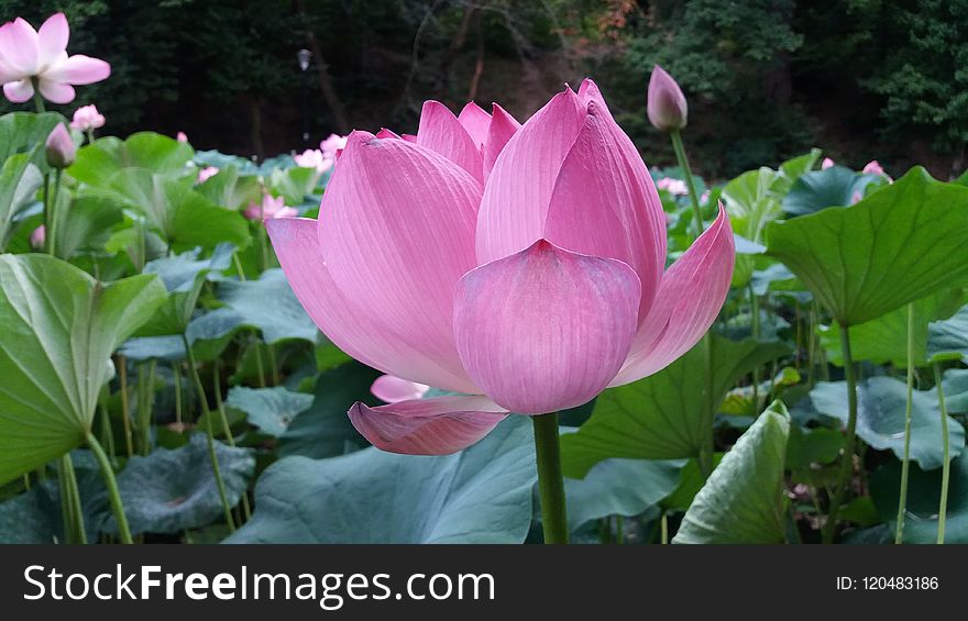 Flower, Lotus, Plant, Sacred Lotus