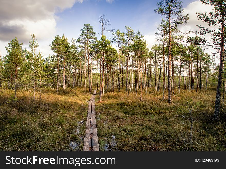 Ecosystem, Tree, Path, Wilderness