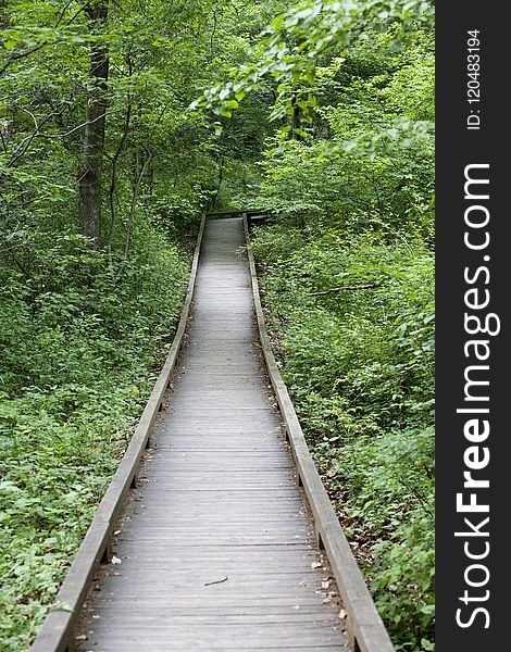 Path, Nature, Nature Reserve, Vegetation