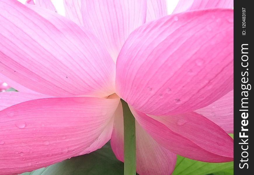 Flower, Pink, Petal, Flora