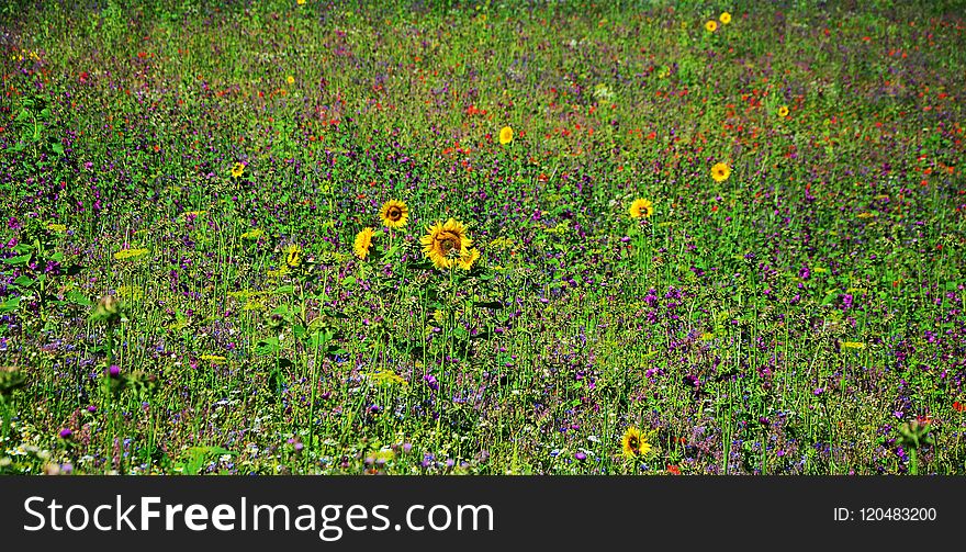 Vegetation, Wildflower, Flower, Ecosystem