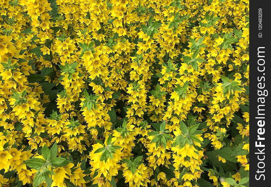 Flower, Yellow, Plant, Flora