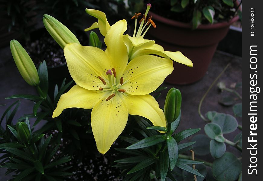 Flower, Plant, Lily, Yellow