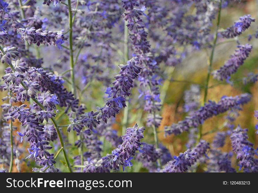 Lavender, English Lavender, Lilac, Plant