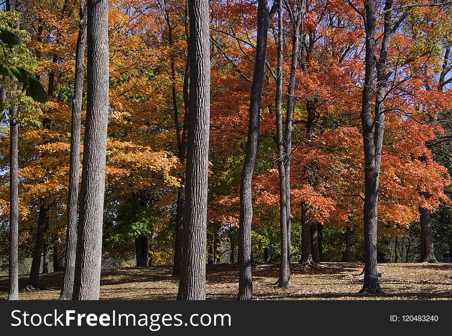 Nature, Temperate Broadleaf And Mixed Forest, Ecosystem, Tree