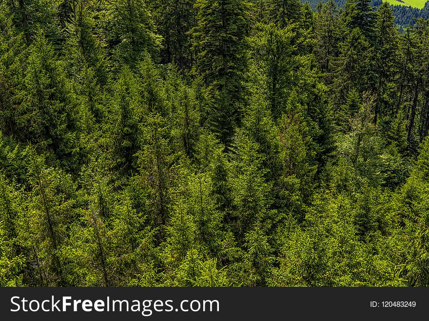 Spruce Fir Forest, Vegetation, Ecosystem, Tropical And Subtropical Coniferous Forests