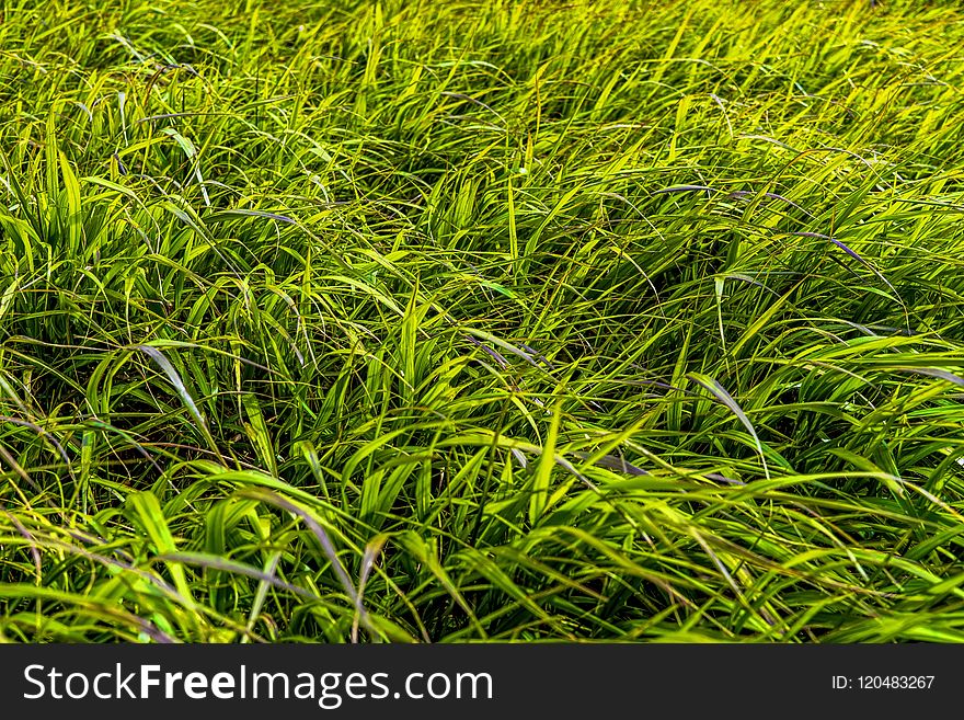 Grass, Vegetation, Grassland, Ecosystem