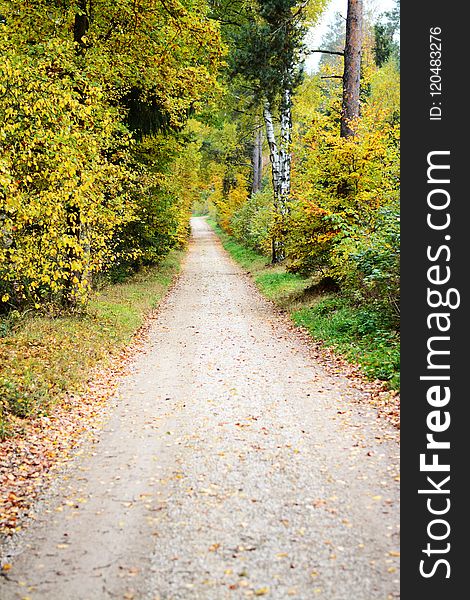 Path, Road, Nature, Leaf