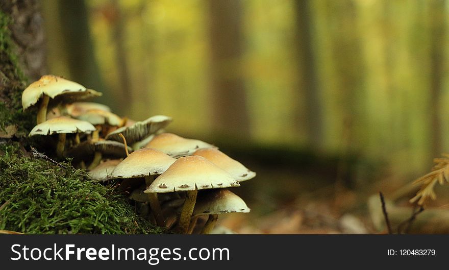 Mushroom, Fungus, Edible Mushroom, Penny Bun