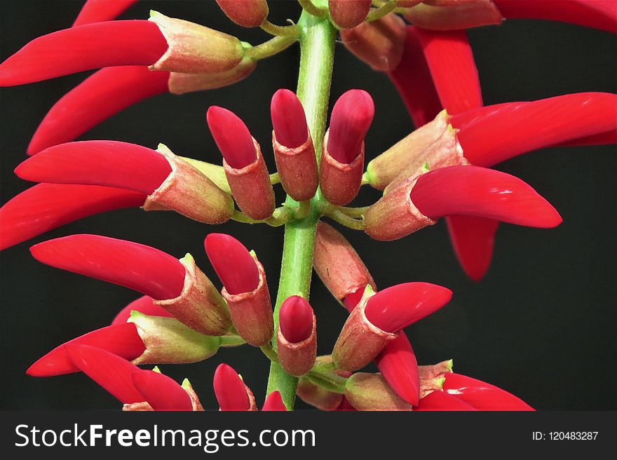 Flower, Flora, Plant, Close Up