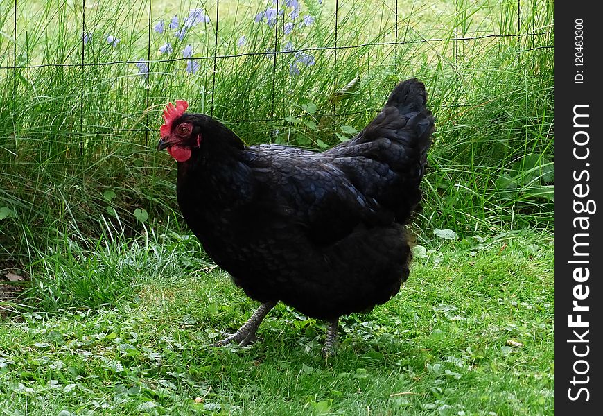 Chicken, Galliformes, Fauna, Fowl