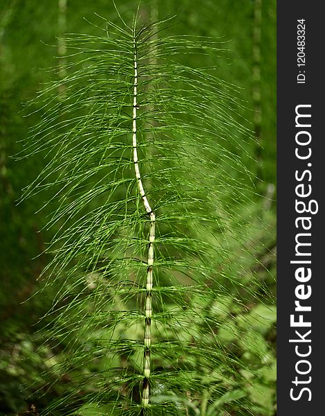 Vegetation, Leaf, Ferns And Horsetails, Plant