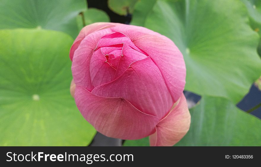 Flower, Lotus, Pink, Sacred Lotus