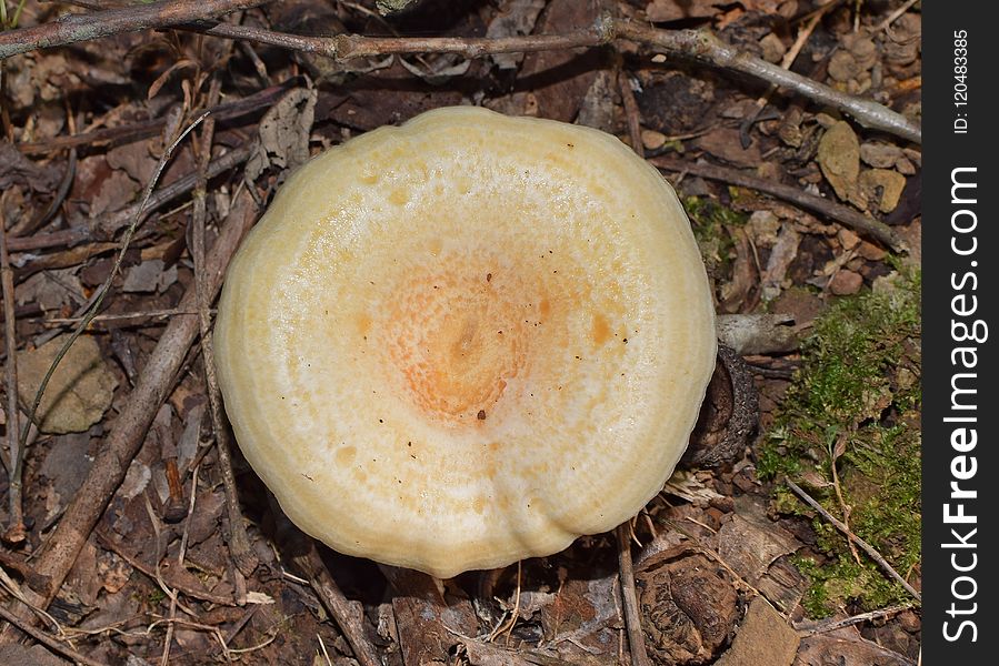 Medicinal Mushroom, Mushroom, Fungus, Penny Bun