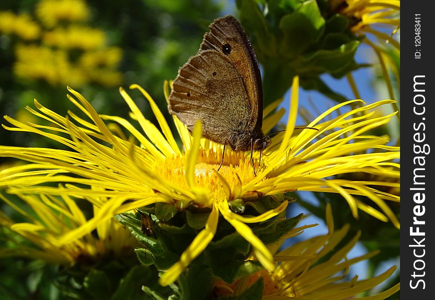 Butterfly, Moths And Butterflies, Brush Footed Butterfly, Insect