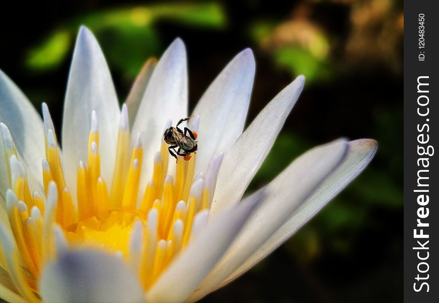 Flower, Flora, Macro Photography, Bee