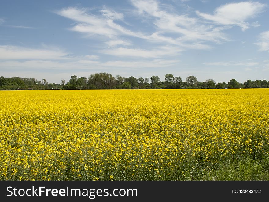 Rapeseed, Yellow, Field, Canola