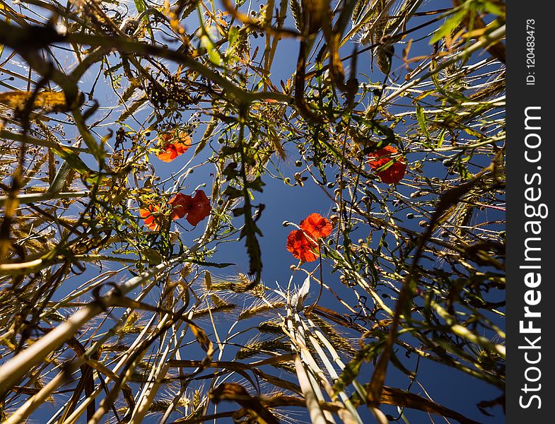 Flora, Branch, Tree, Plant