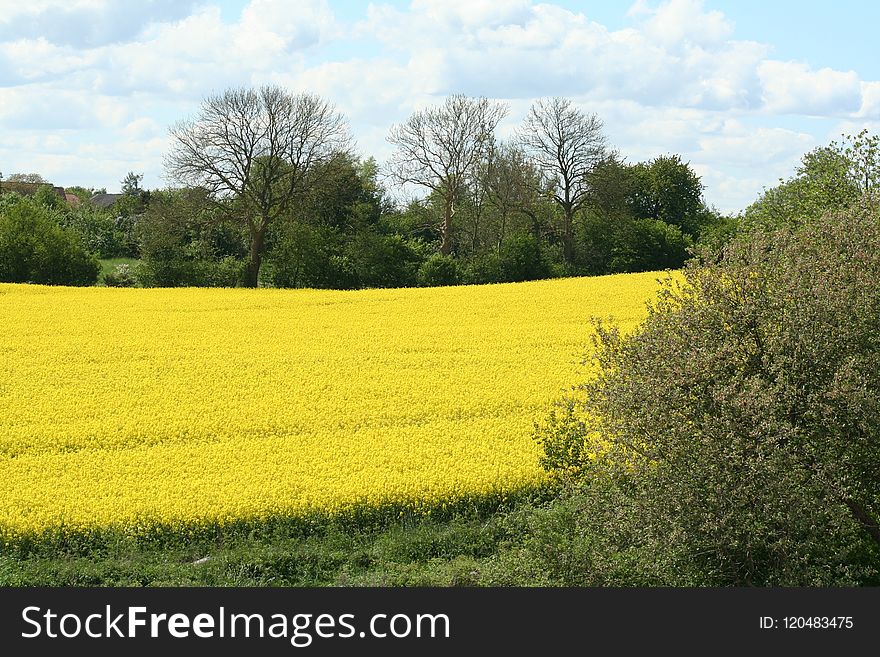 Field, Rapeseed, Yellow, Canola