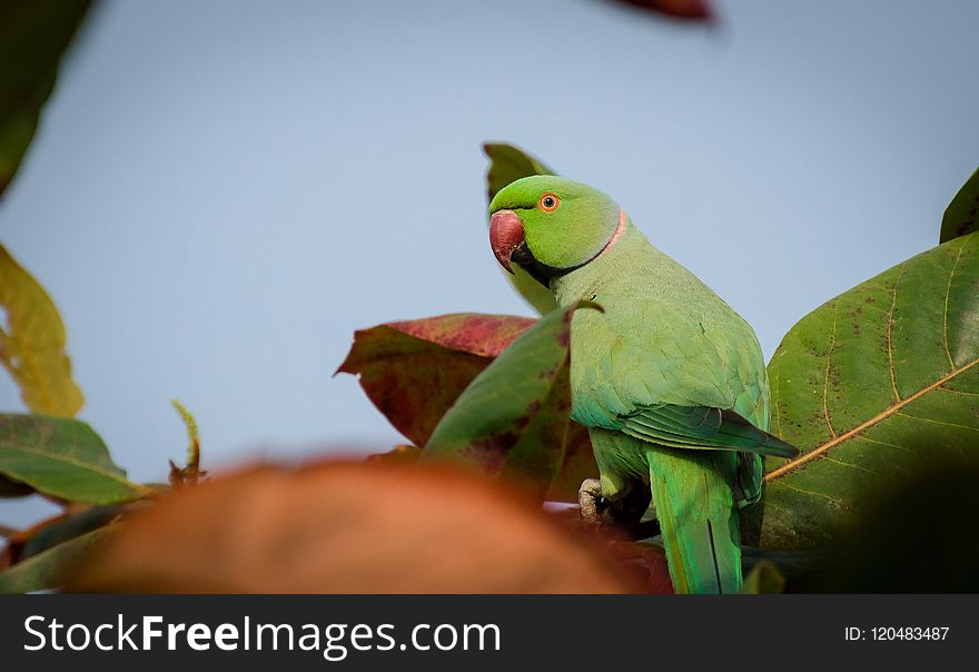 Bird, Green, Parakeet, Parrot
